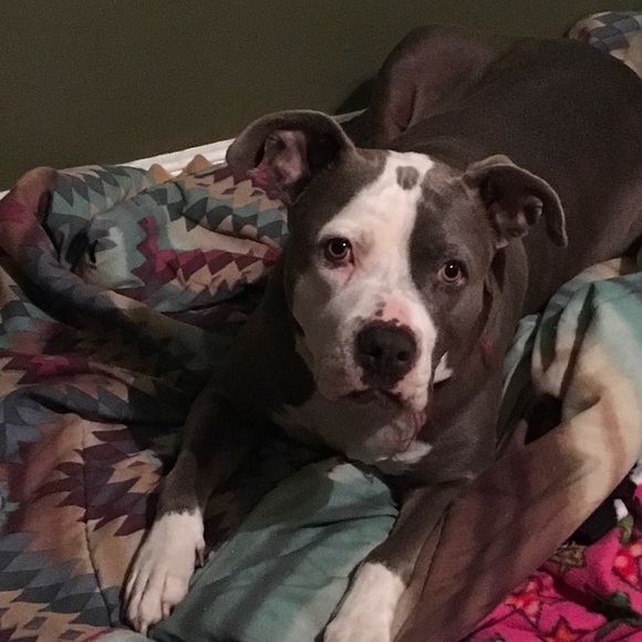 ππ» !PLEASE SHARE!ππ» Pawshing For Rescue Dogs - Picture 9 of 9